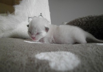 femelle blue-mitted - 6 jours - Chatterie Ragdolls du Val de Beauvoir